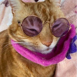 RonRon