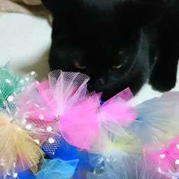 ねっこ屋ぶんのすけ