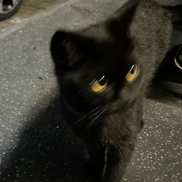 konekonoamu
