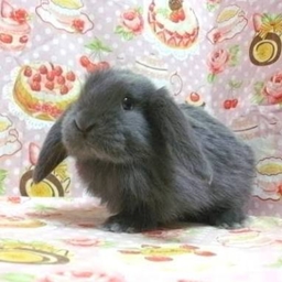 miniroppu
