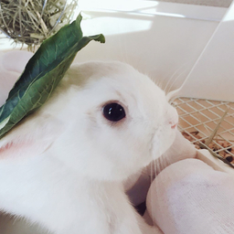 さんろ