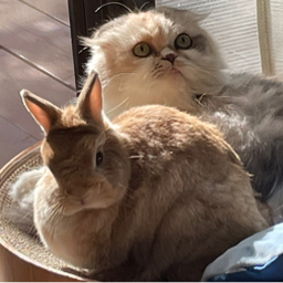 キタムラ ヨシコ