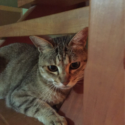 リリー　今だけ