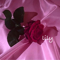 lily