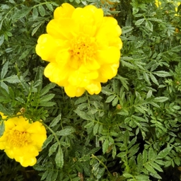 orangeprin