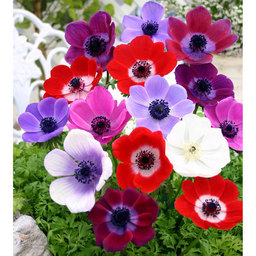 華花2018
