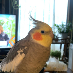 オカメのくるっぺ