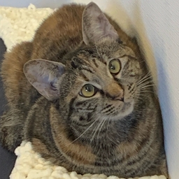 ToMo