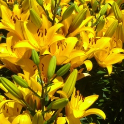 Rosy lily