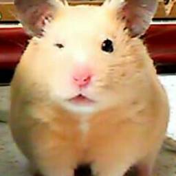 里芋