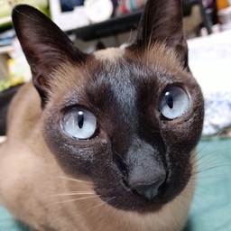 タコ弁
