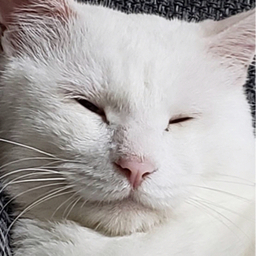あおい