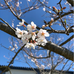 総光