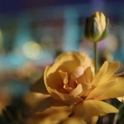 なみこ（開店準備中）