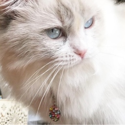 ARISTOCAT  