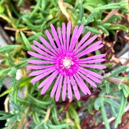 round flower