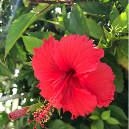 moana_lani39