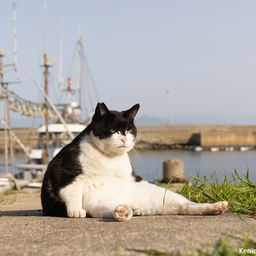 morikencat