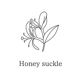 Honeysuckle🌿
