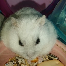 あるある