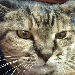 こっこ