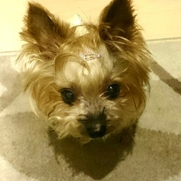 pio☆