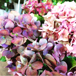 hortensia-09
