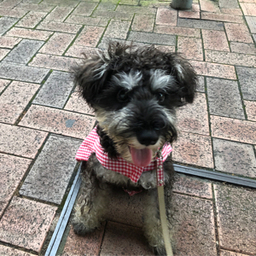 夢小箱 for dog